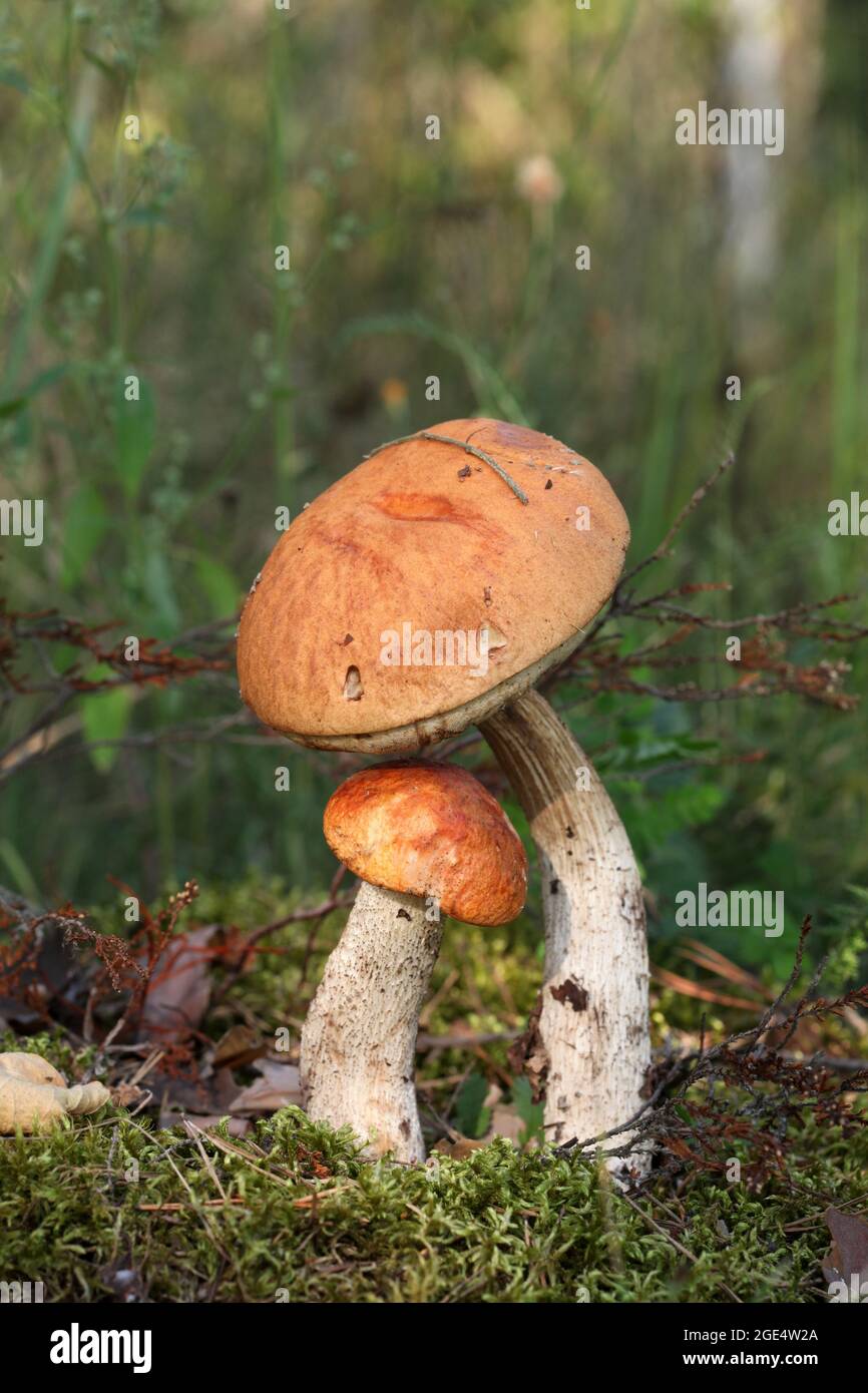 Fungo arancio-cappuccio boletus nella foresta. Foto Stock