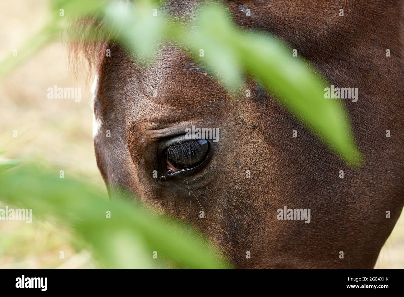 Vista laterale ravvicinata di una testa di cavallo marrone che pascola dietro piante verdi in estate Foto Stock