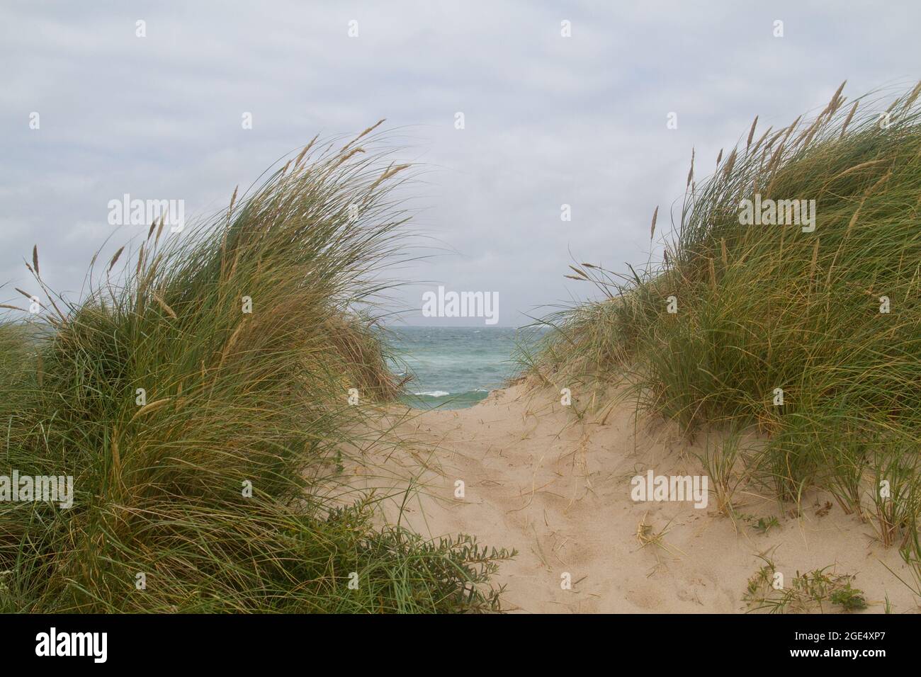 Piccolo sentiero sulle dune, sovrastato da erba di Marram, fino al mare Foto Stock Piccolo sentiero sulle dune, sovrastato da erba di Marram, fino al mare Foto Stock