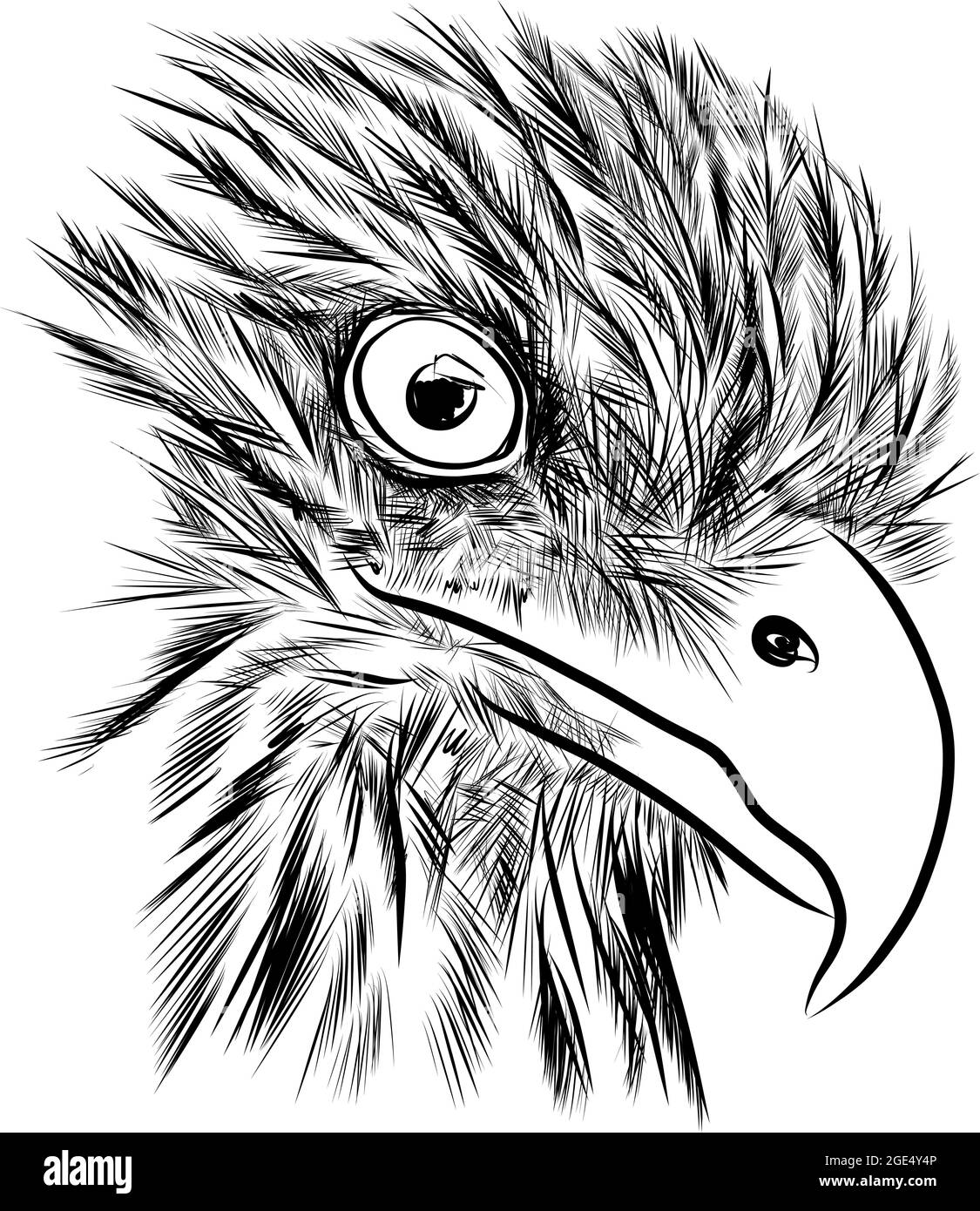 Aquila con testa calva. Schizzo disegnato a mano - illustrazione vettoriale Illustrazione Vettoriale