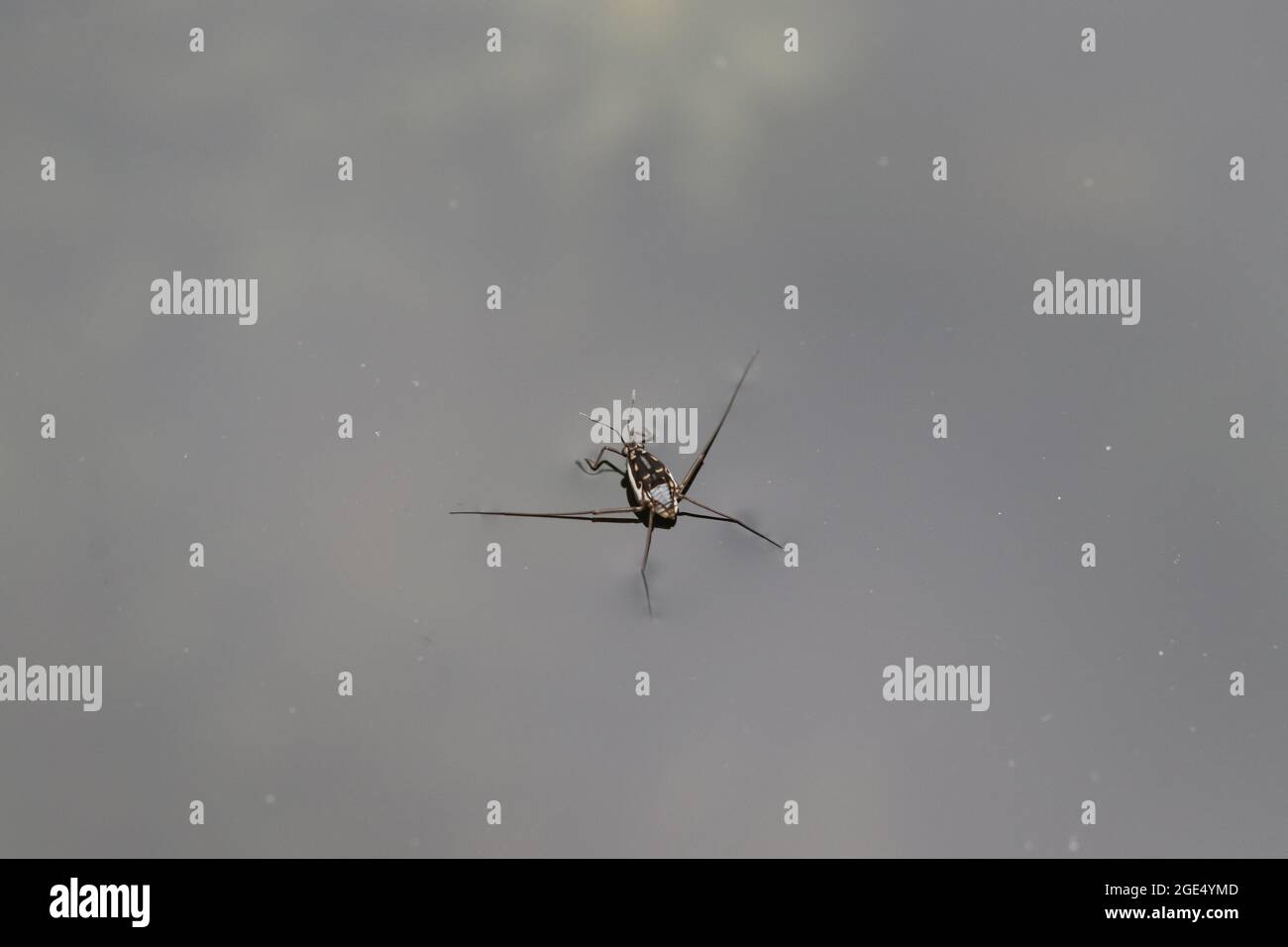 Un Water Strider (Gerridae) si trova sulla superficie dell’acqua in Virginia. Foto Stock