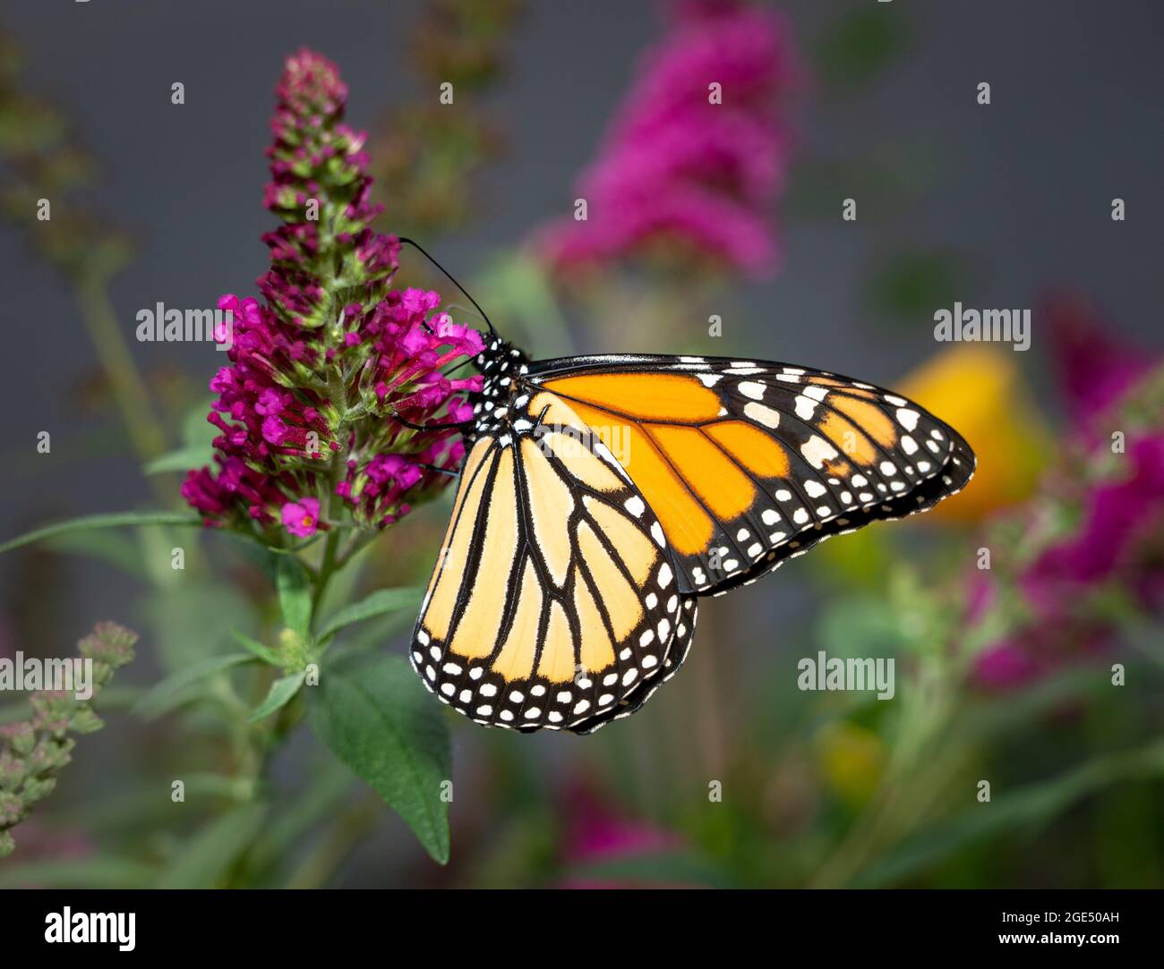 Bella farfalla monarca arancione e giallo che si nuote sulle piante in un giardino domestico Foto Stock