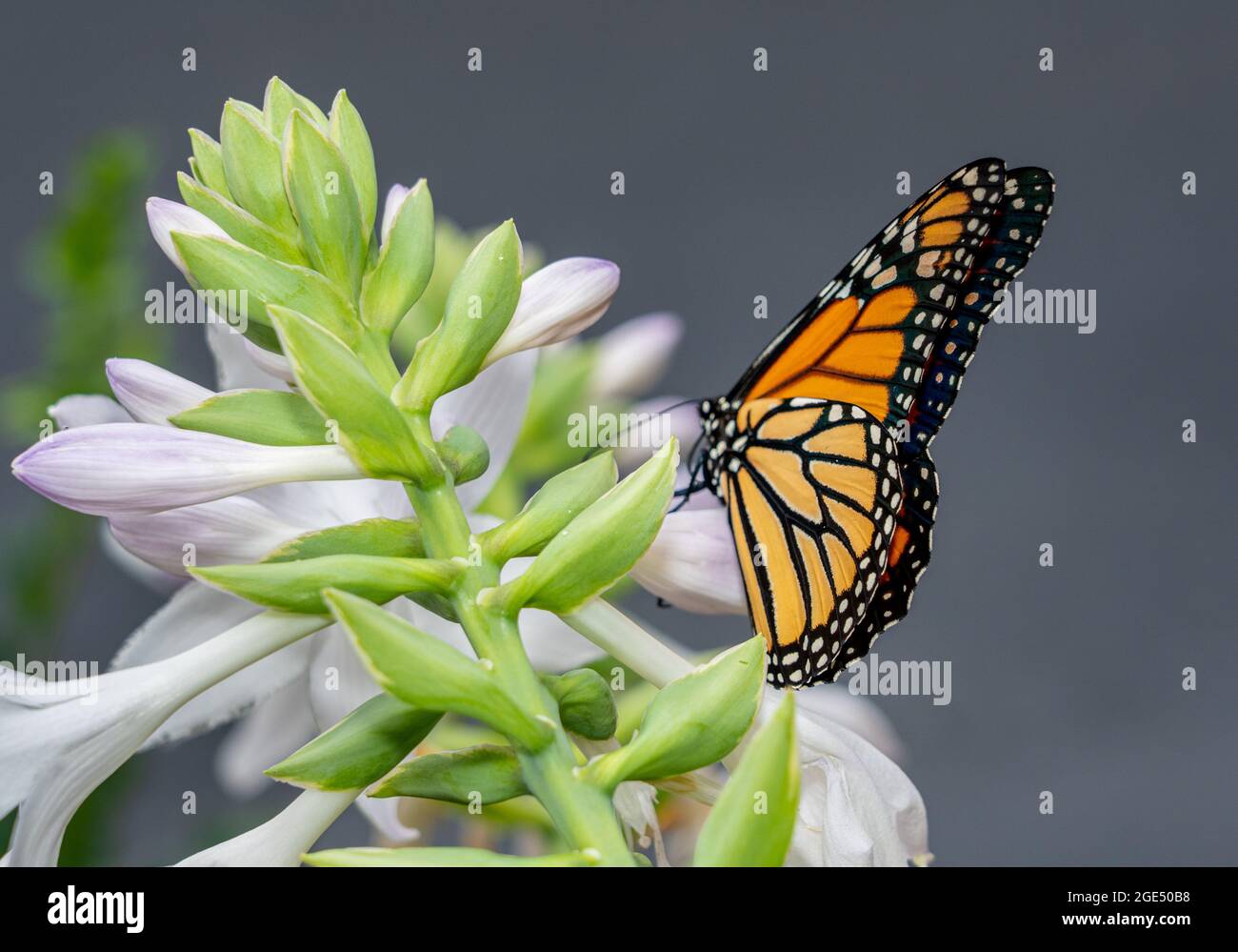 Bella farfalla monarca arancione e giallo che si nuote sulle piante in un giardino domestico Foto Stock