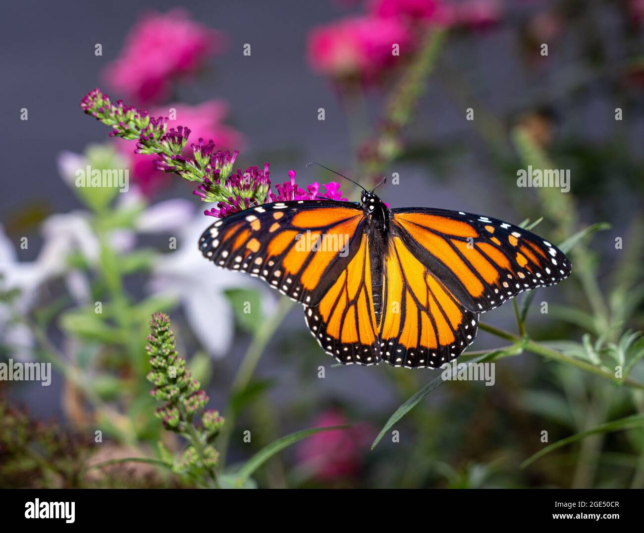 Bella farfalla monarca arancione e giallo che si nuote sulle piante in un giardino domestico Foto Stock