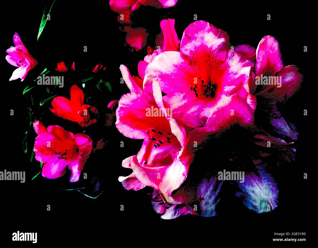 I fiori di ciliegio si avvicinano con lo sfondo Foto Stock
