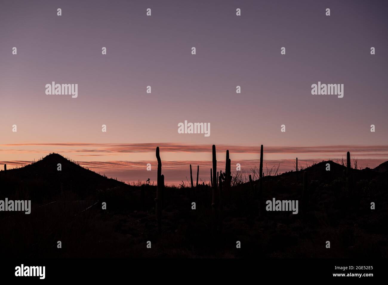 Cielo rosa sopra Silhouette di Saguaro Cactus nel deserto di sonora Foto Stock