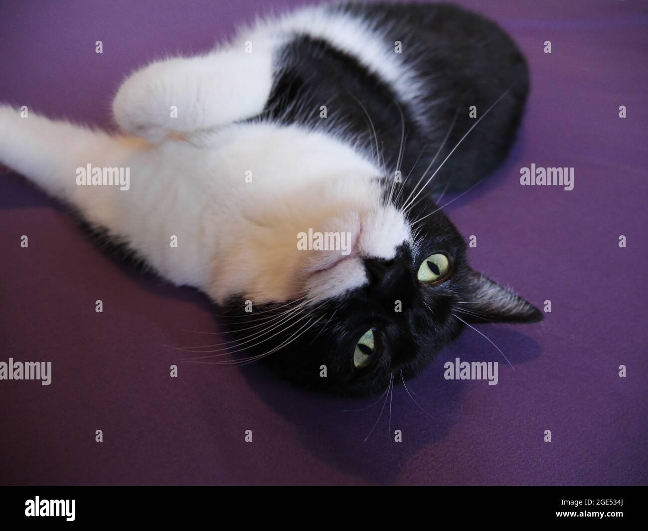 Primo piano di un gatto bianco e nero disteso su un letto in una camera da letto (il nome di Cats è Roxy) Foto Stock