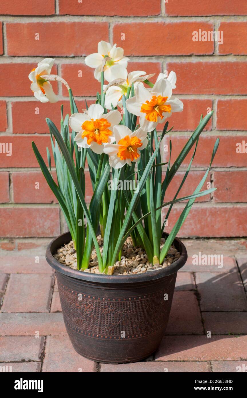 Gruppo di Narcissus Orangery in piantatrice in primavera. Narcissus Orangery è un bianco e arancione divisione 11a corona spaccata perenne & gelo duro daffodil Foto Stock