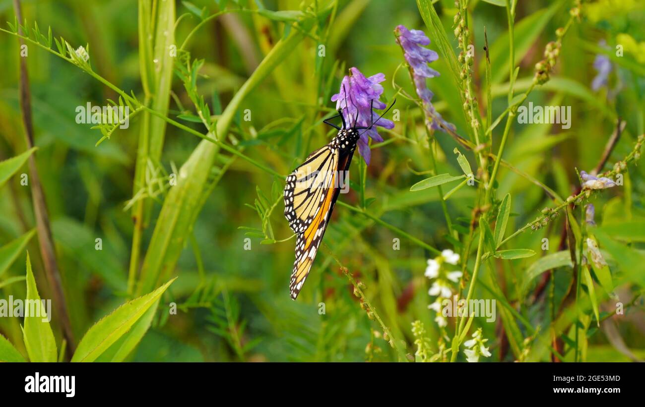 Primo piano di una farfalla monarca che raccoglie nettare dai fiori viola su una pianta di vetching di vacca in un prato Foto Stock