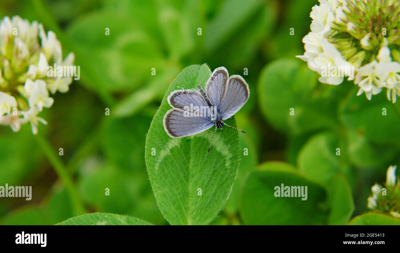 Primo piano di una piccola farfalla blu a coda corta che riposa su una foglia di trifoglio in un prato con due fiori di trifoglio su ciascun lato Foto Stock