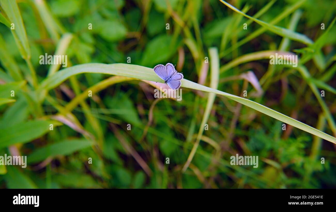 Primo piano di una piccola farfalla blu a coda corta che poggia su una lama di erba in un prato Foto Stock