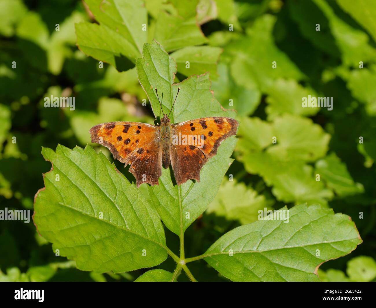 Primo piano di una farfalla a piedi di una virgola orientale che riposa nella foresta su una foglia di pianta alla luce del sole Foto Stock