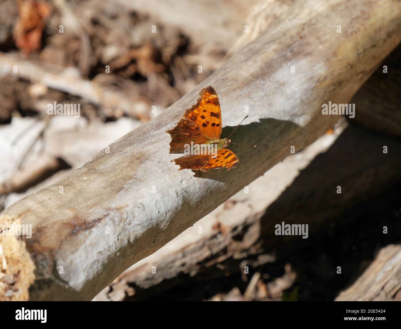 Primo piano di una farfalla a piedi di una virgola orientale che riposa nella foresta su un vecchio ramo di albero caduto alla luce del sole Foto Stock