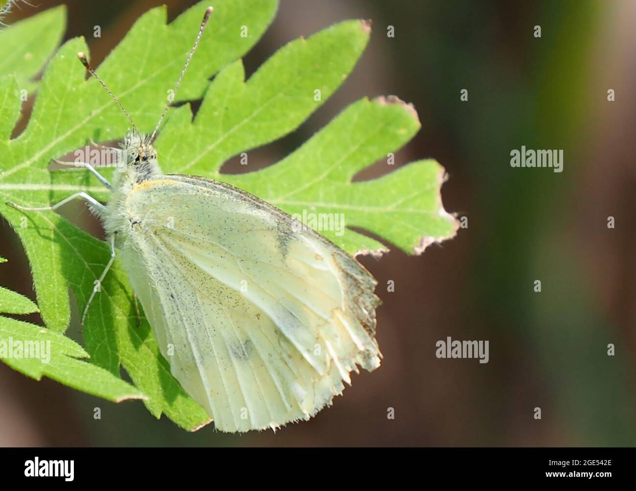 FOTOCAMERA DIGITALE OLYMPUS - primo piano di una farfalla bianca di cavolo che riposa su una foglia di pianta alla luce del sole Foto Stock