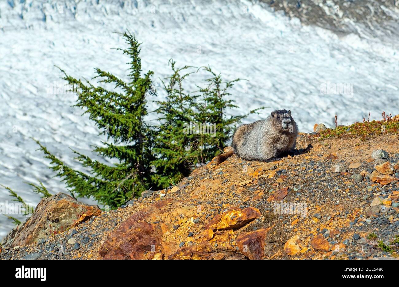 Hoary Marmot (Marmota caligata) di Salmon Glacier, Hyder, Alaska, USA. Foto Stock