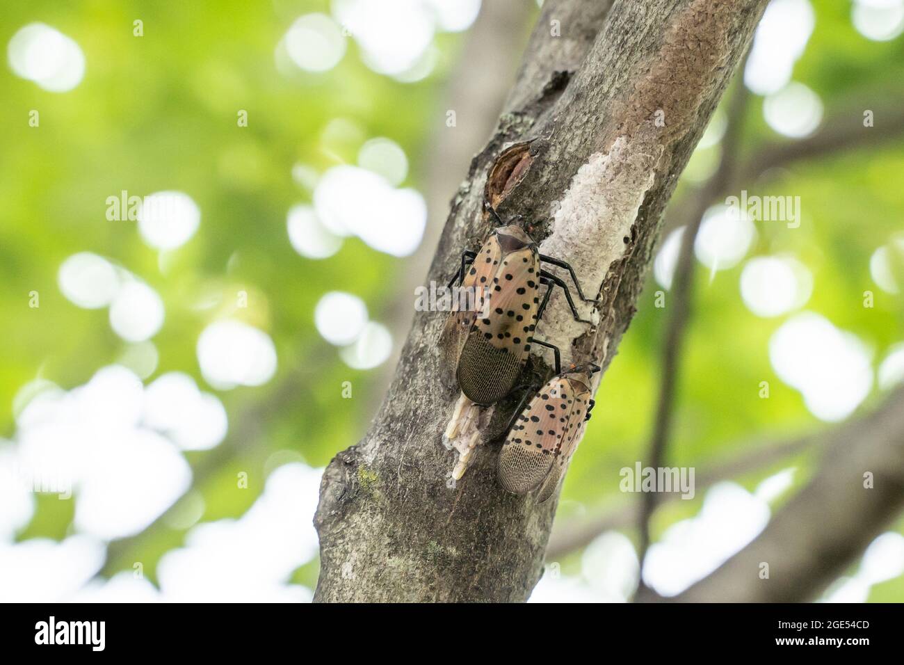 Uova di deposizione delle lanterne macchiate. Lanternflies deporre le uova in autunno con prima installare ninfe cova a partire da maggio. Foto Stock