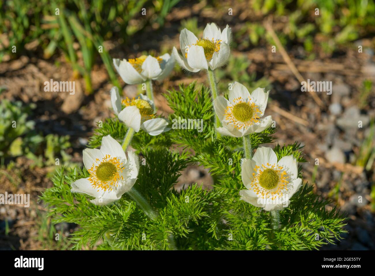 I fiori di Pasqueflowers o l'Anemone occidentale (Anemone occidentalis) che fiorono lungo il sentiero Skyline al Paradiso nel Monte Rainier National Park nello stato di Washington Foto Stock