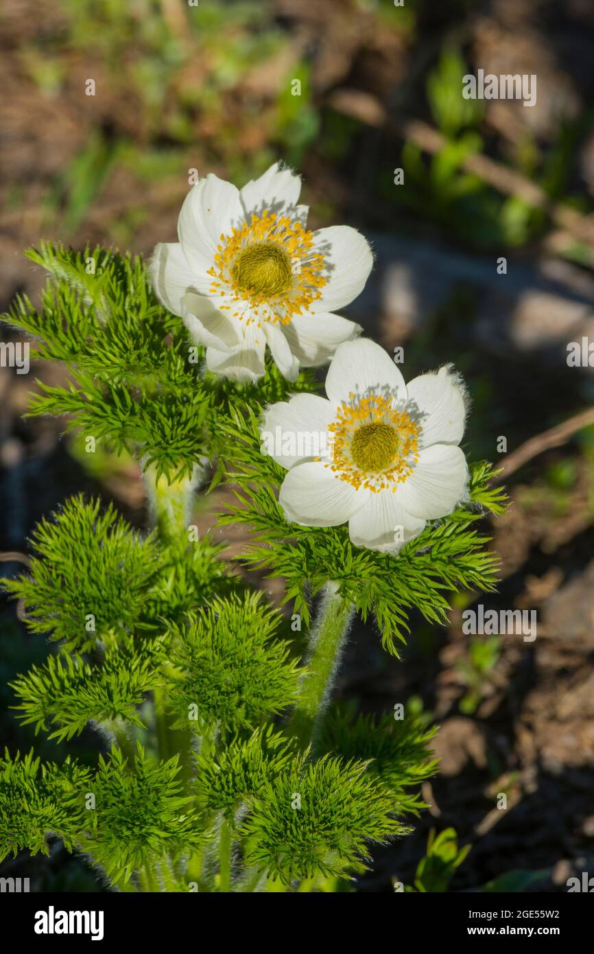 I fiori di Pasqueflowers o l'Anemone occidentale (Anemone occidentalis) che fiorono lungo il sentiero Skyline al Paradiso nel Monte Rainier National Park nello stato di Washington Foto Stock