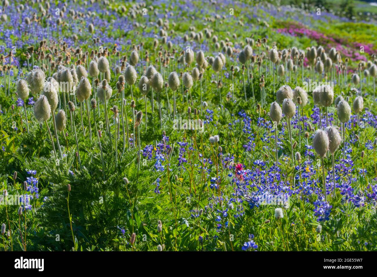 Le teste di semi di Pasqueflowers o Anemoni occidentali (Anemone occidentalis) e lupini a foglia larga (Lupin latifolius), lungo il sentiero Skyline a Para Foto Stock