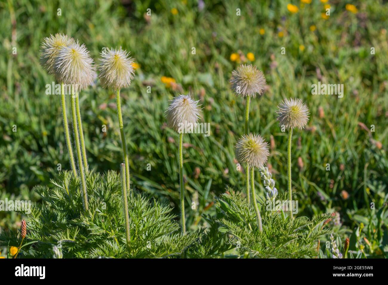 Le teste di semi dei Pasqueflowers o degli Anemoni occidentali (Anemone occidentalis) lungo il sentiero Skyline a Paradise in Mt. Parco Nazionale Rainier in lavatrice Foto Stock