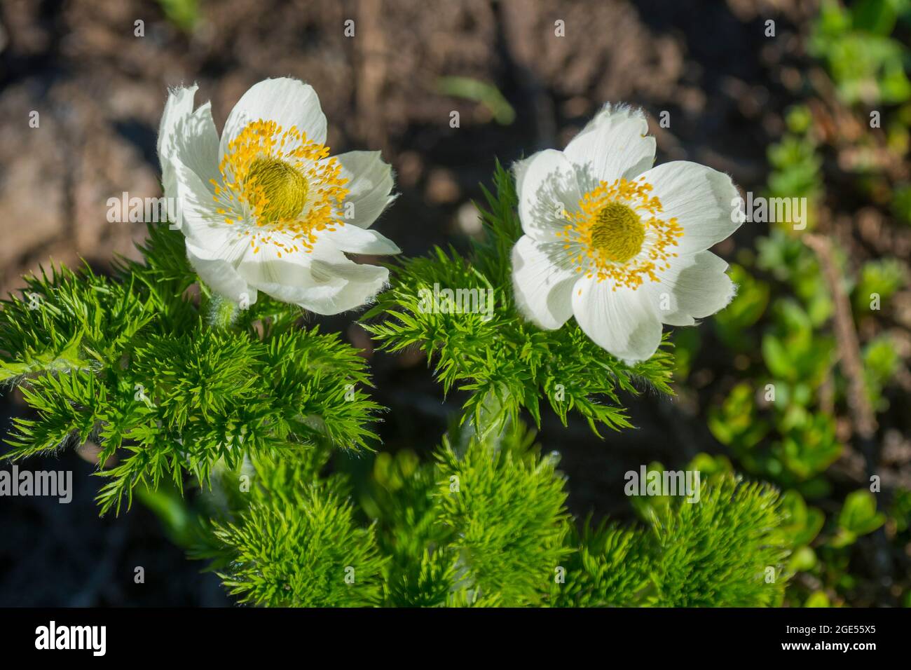 I fiori di Pasqueflowers o l'Anemone occidentale (Anemone occidentalis) che fiorono lungo il sentiero Skyline al Paradiso nel Monte Rainier National Park nello stato di Washington Foto Stock