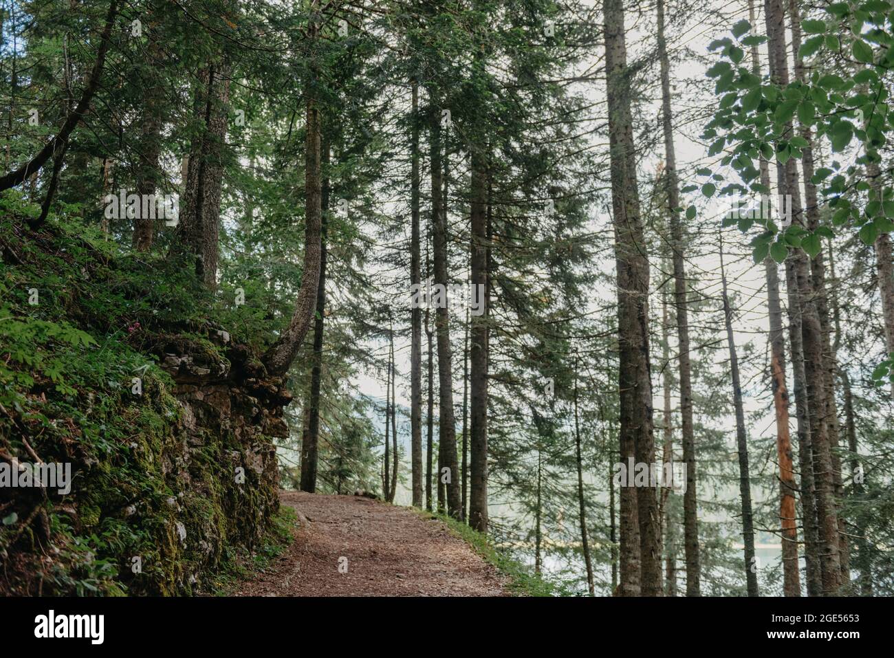 Percorso che attraversa la foresta di conifere in direzione del sole che tramonta. Sentiero escursionistico attraverso la foresta naturale di Abete Foto Stock