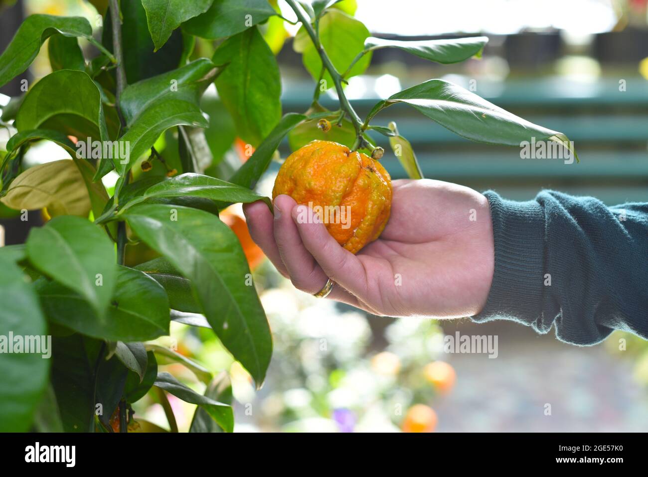 Arancio amaro Kikudaidai in una mano Foto Stock