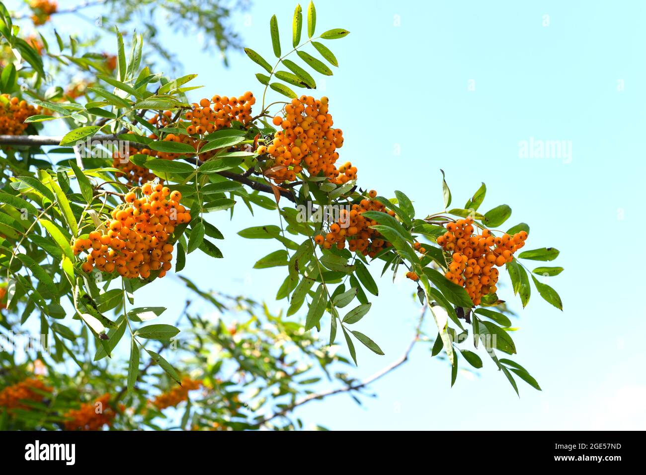 Rowan Amur (Sorbus pohuashanensis) che cresce nell'Estremo Oriente della Russia Foto Stock