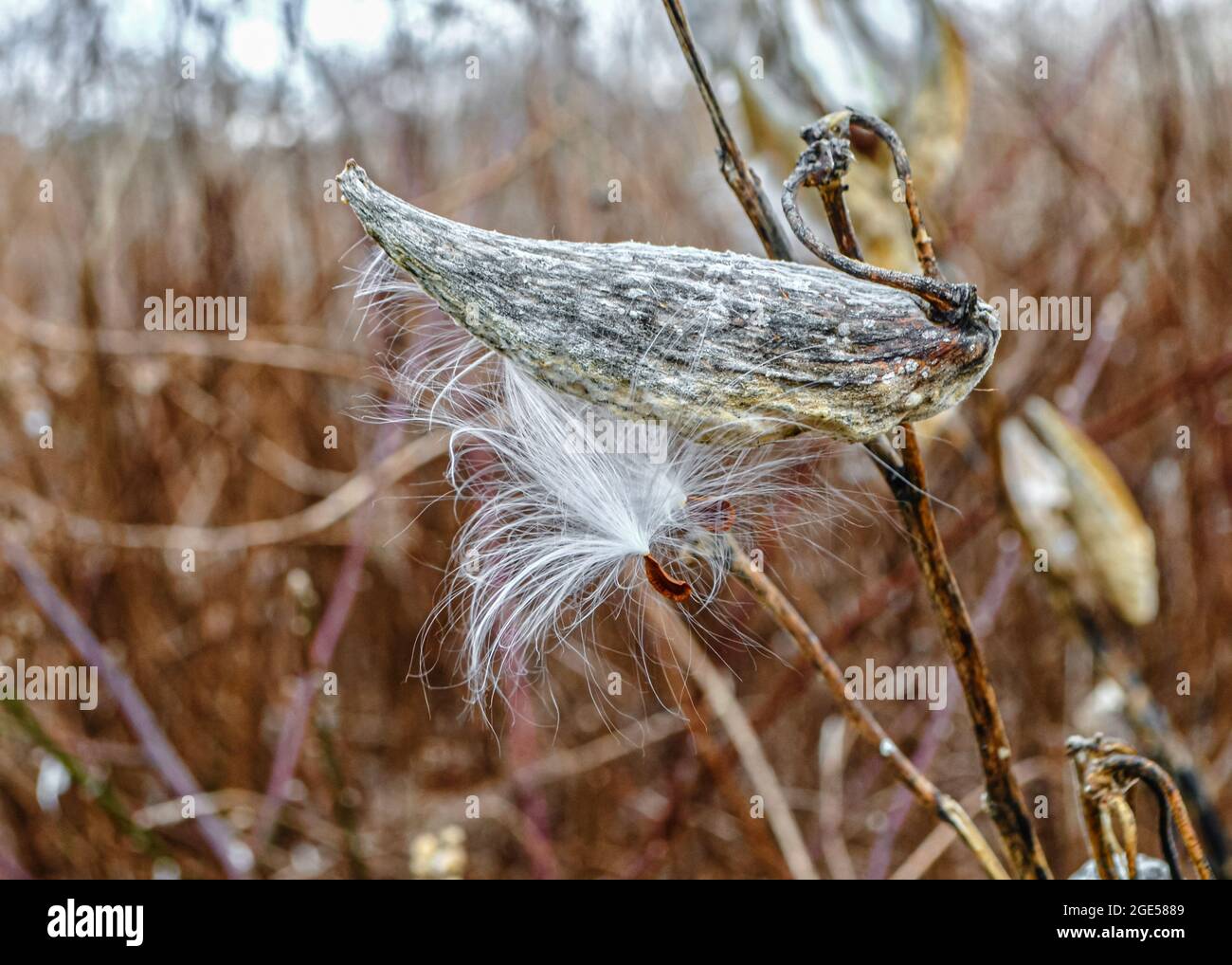 Cialda di semi di alghe di latte con semi bianchi soffici che iniziano a disperdere sul vento. Primo piano. Foto Stock