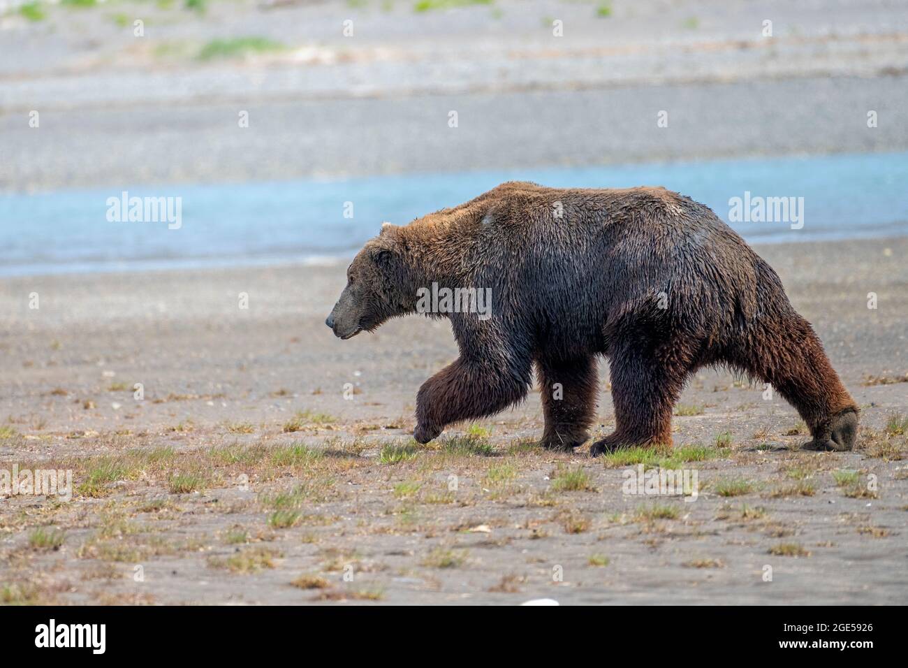 Alaska Peninsula Brown Bear o Coastal Brown Bear Foto Stock