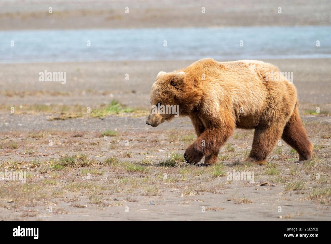 Alaska Peninsula Brown Bear o Coastal Brown Bear Foto Stock