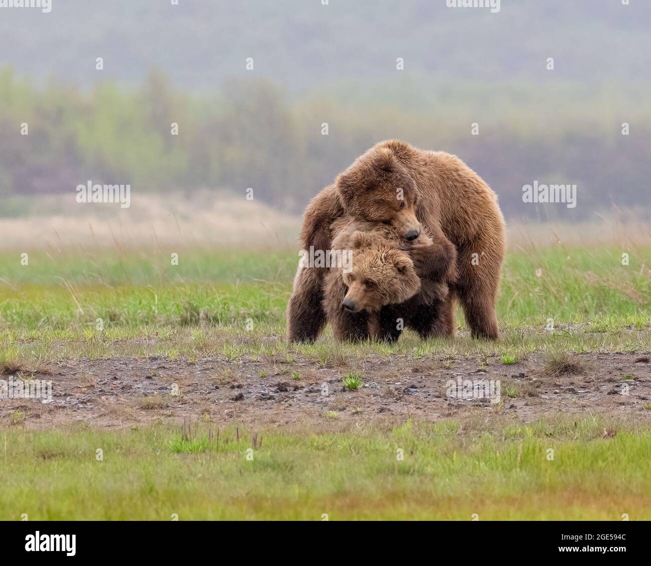 Alaska Peninsula Brown Bear o Coastal Brown Bear giocare Foto Stock