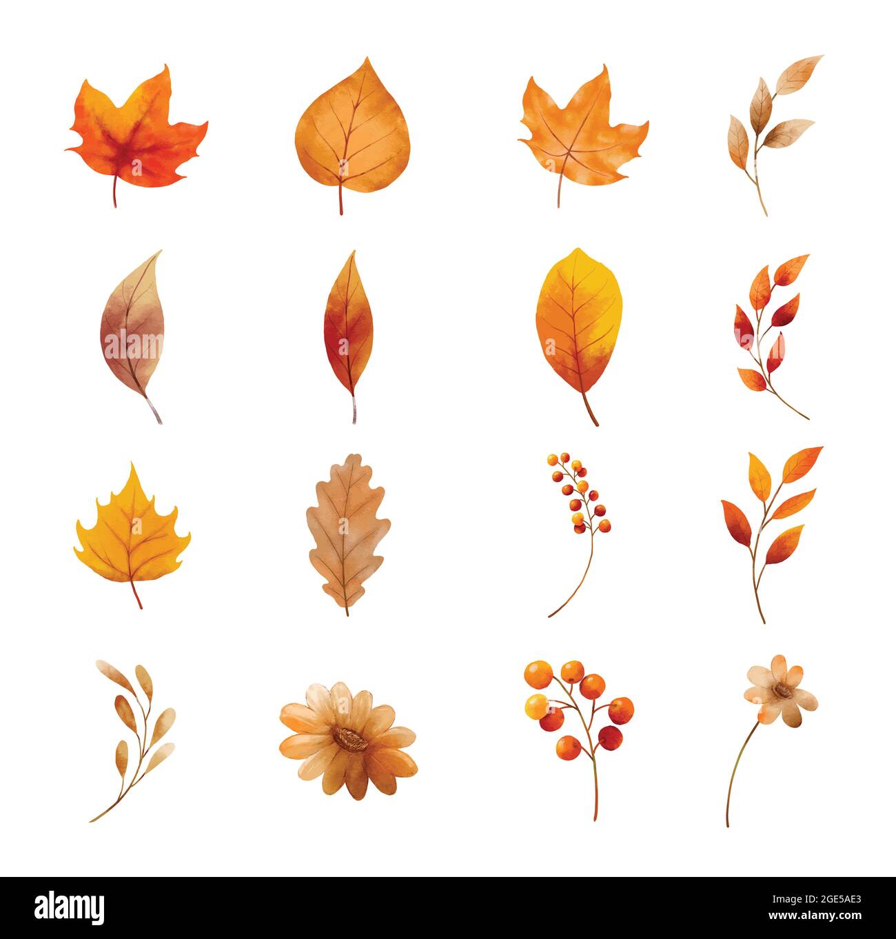 Foglie d'autunno e fiori isolati su sfondo bianco. Foglia con stile acquerello. Illustrazione Vettoriale