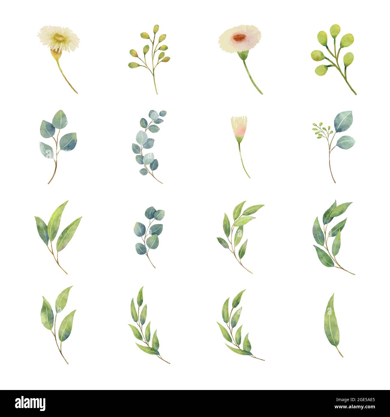 Foglie di eucalipto in stile acquerello. Foglie di piante di eucalipto e fiore isolati di colore bianco. Illustrazione Vettoriale