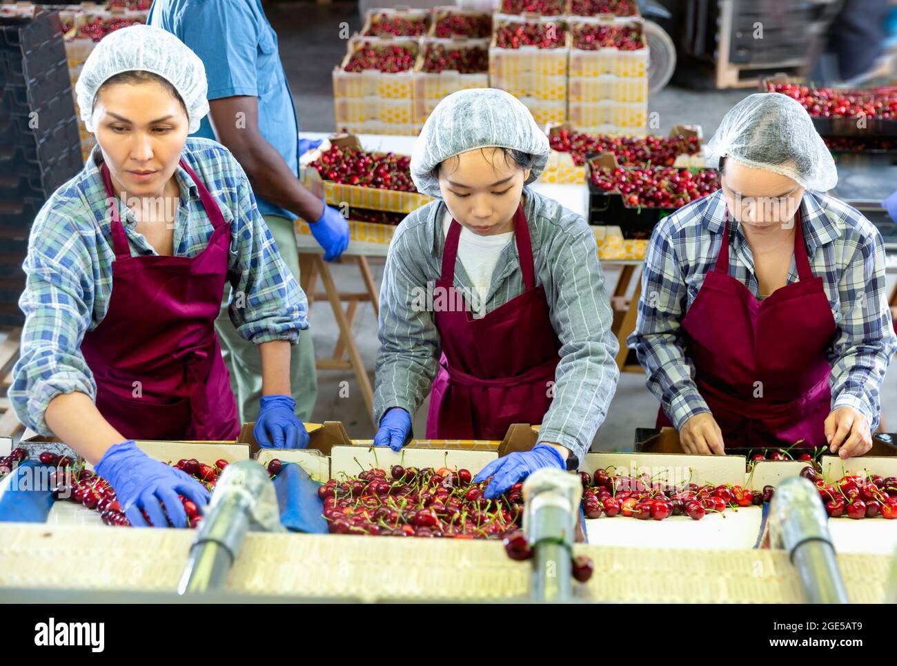 Tre donne stanno ordinando le ciliegie rosse Foto Stock