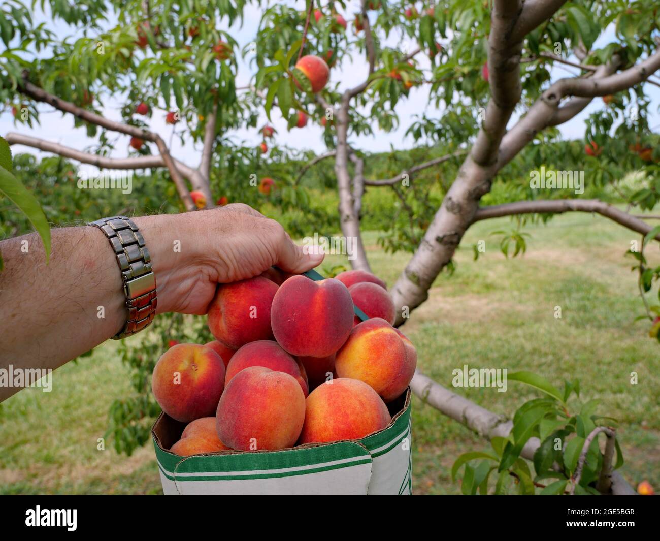 cestino di pesche fresche raccolte Foto Stock