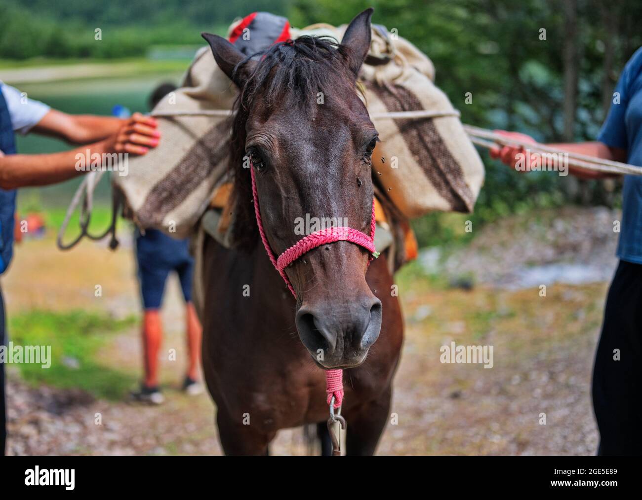 Cavallo caricato con le forniture pesanti in montagna Foto Stock