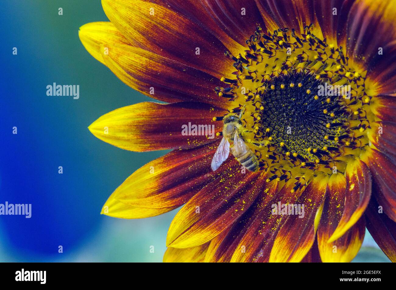 Un'ape è coperta di polline mentre forages su un girasole in un giardino di comunità a Redmond, Washington. Foto Stock