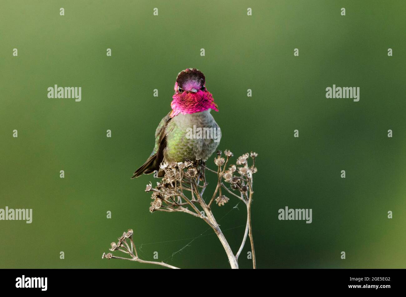 Un maschio di Anna Hummingbird mostra le sue piume iridescenti del gorget, che riflette e rifratta la luce per creare il colore nel modo in cui il sole splendono Foto Stock