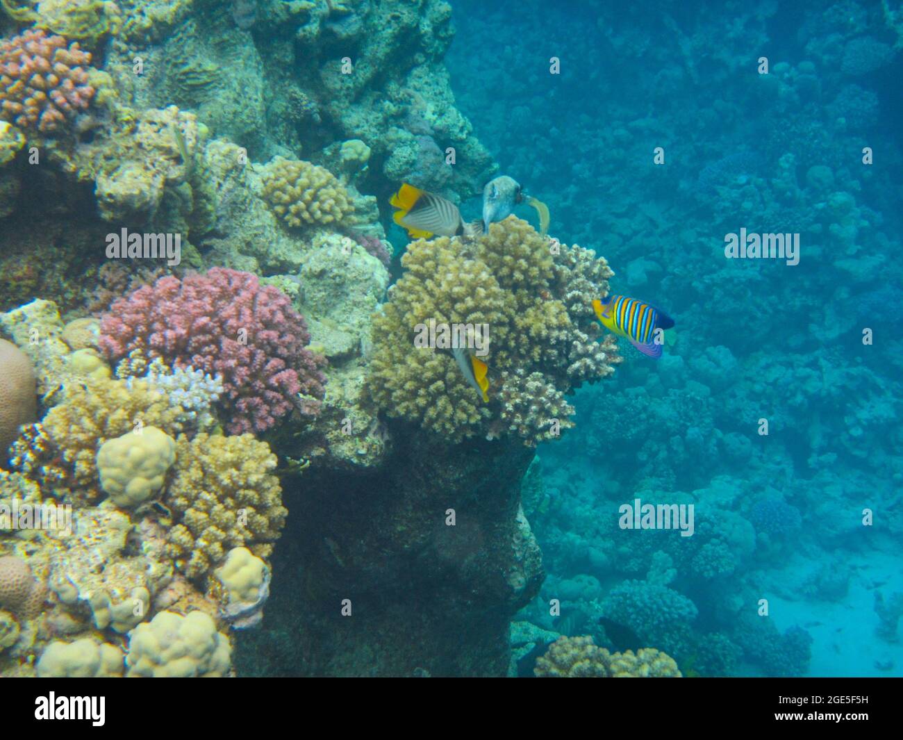 Fotografia subacquea delle barriere coralline del Mar Rosso nel Sinai del Sud Foto Stock