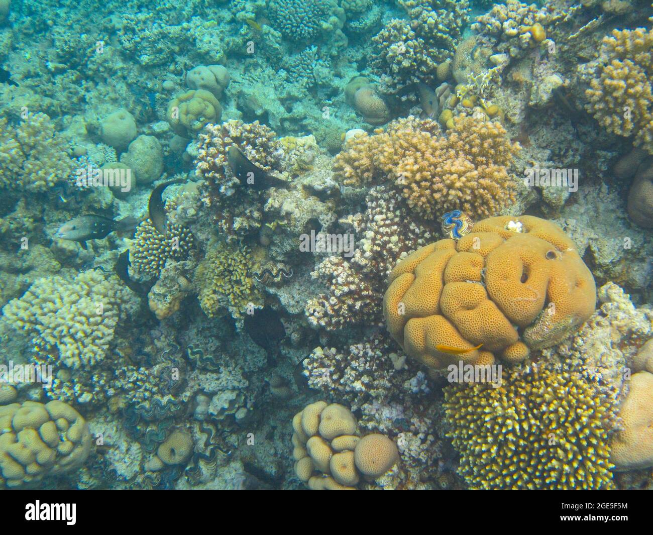 Fotografia subacquea delle barriere coralline del Mar Rosso nel Sinai del Sud Foto Stock