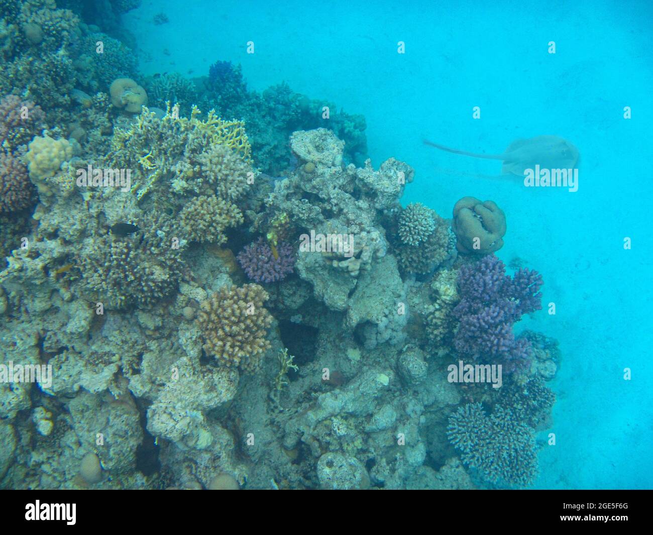 Fotografia subacquea delle barriere coralline del Mar Rosso nel Sinai del Sud Foto Stock