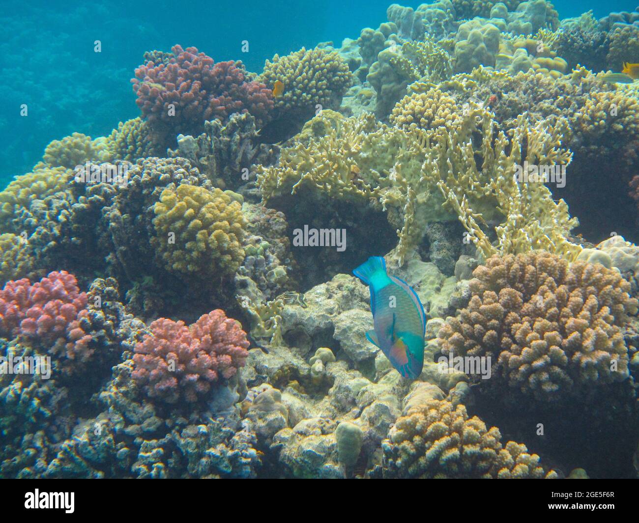 Fotografia subacquea delle barriere coralline del Mar Rosso nel Sinai del Sud Foto Stock