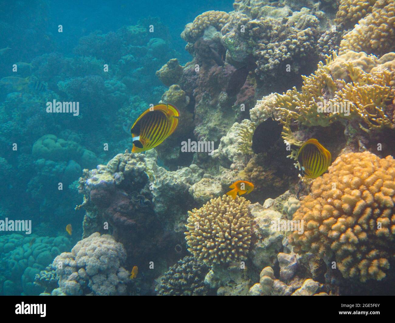 Fotografia subacquea delle barriere coralline del Mar Rosso nel Sinai del Sud Foto Stock