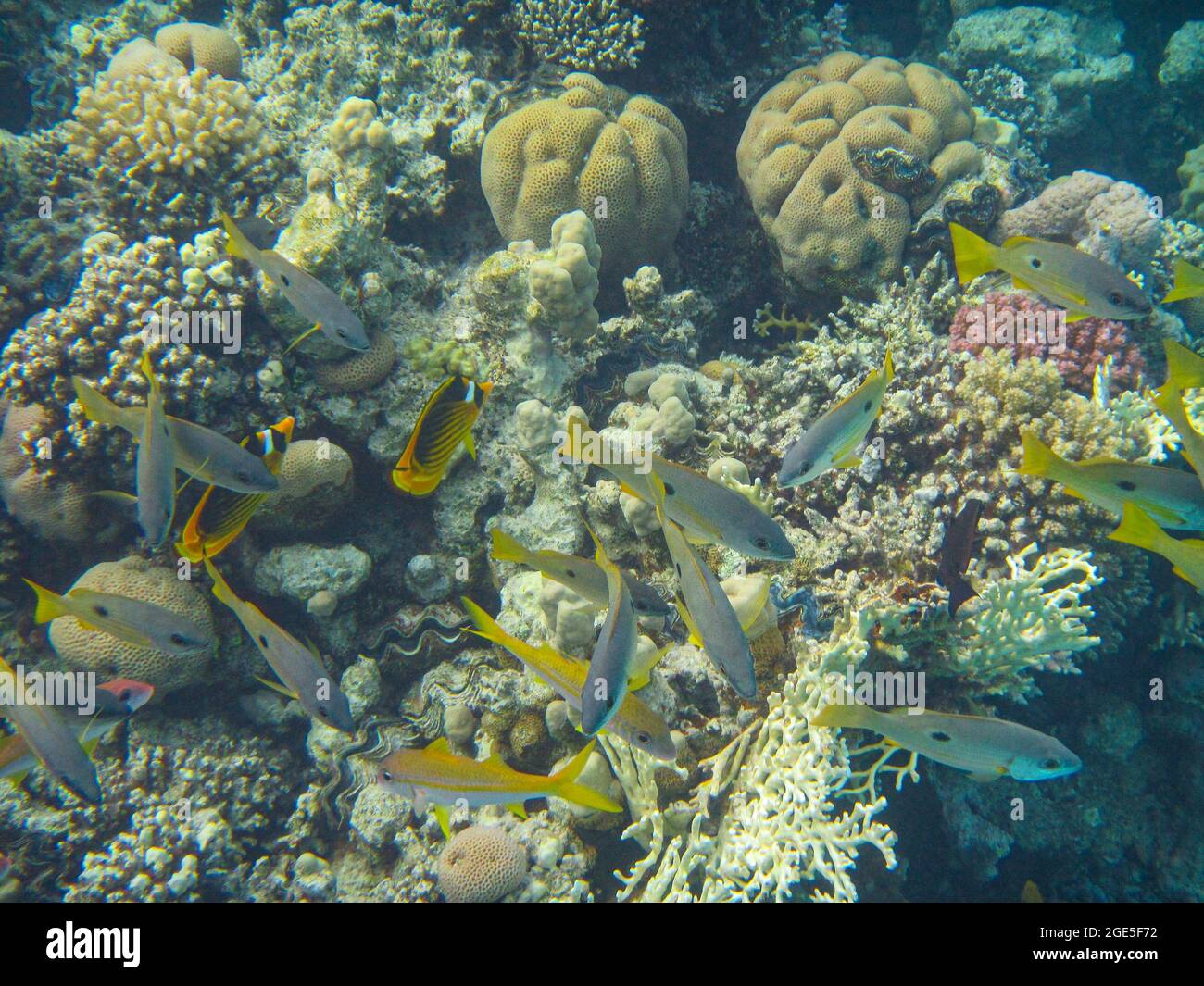 Fotografia subacquea delle barriere coralline del Mar Rosso nel Sinai del Sud Foto Stock