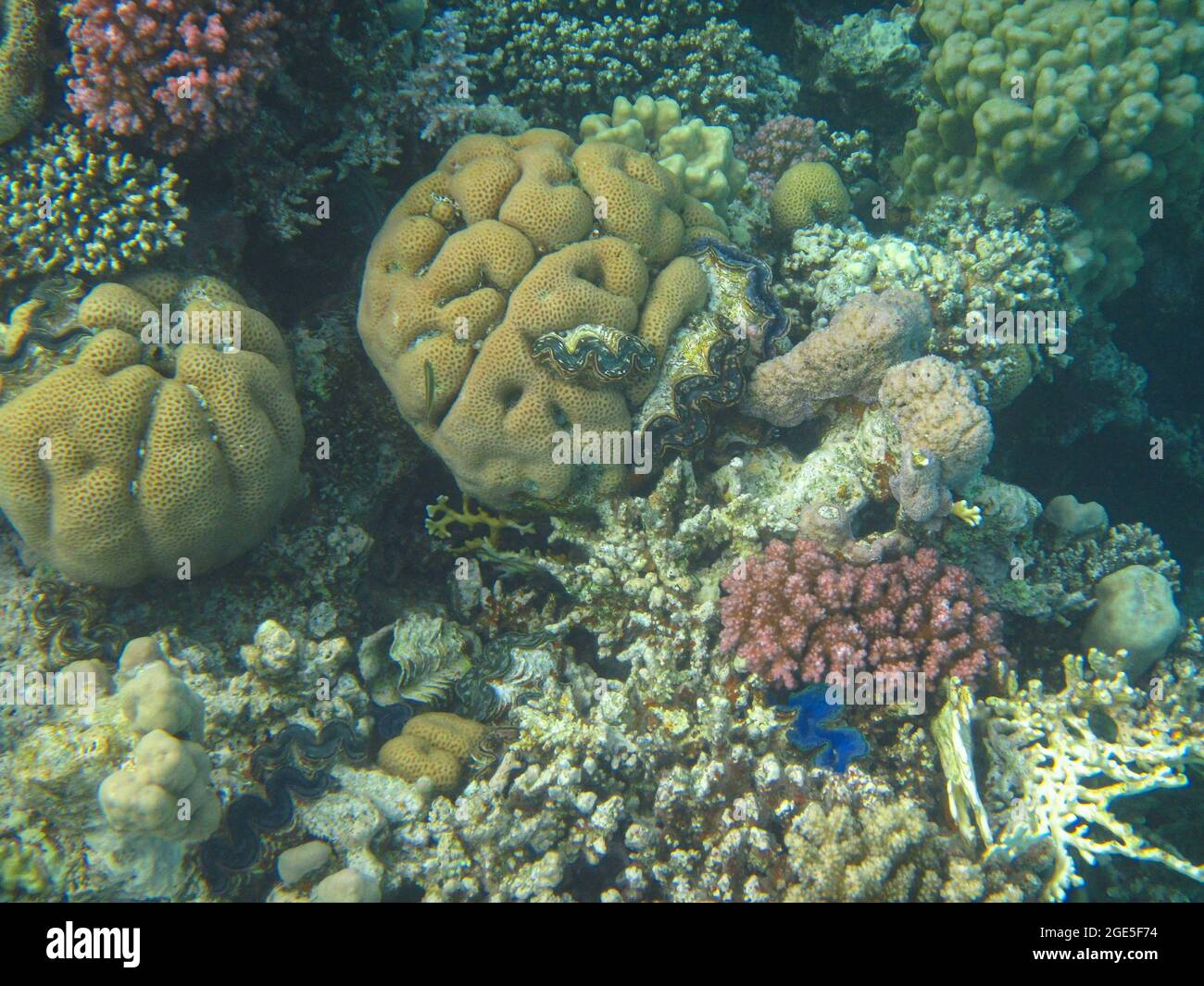 Fotografia subacquea delle barriere coralline del Mar Rosso nel Sinai del Sud Foto Stock