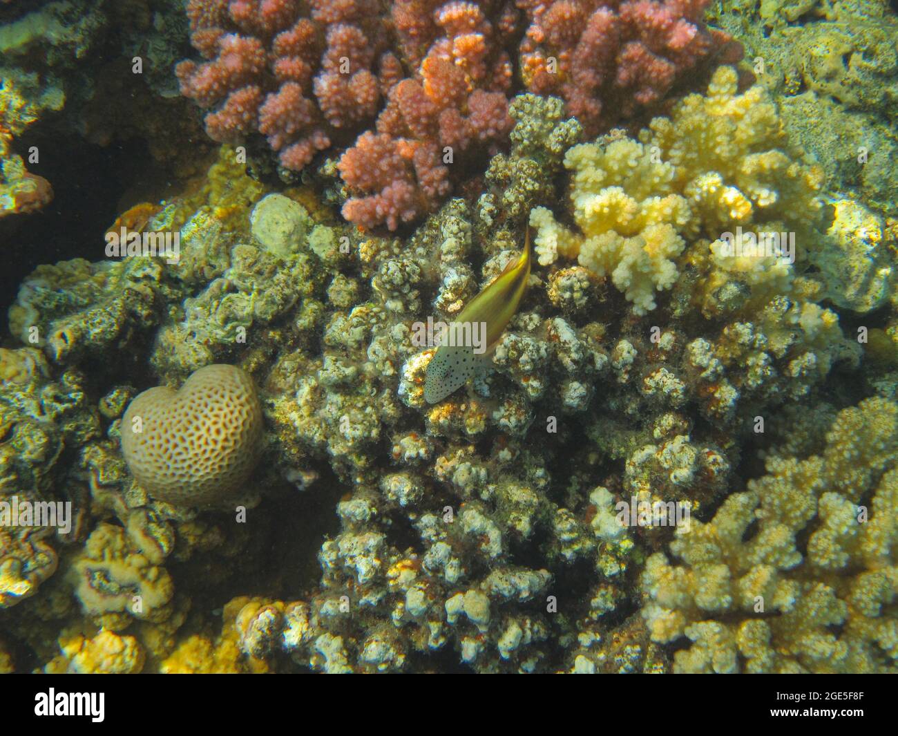 Fotografia subacquea delle barriere coralline del Mar Rosso nel Sinai del Sud Foto Stock