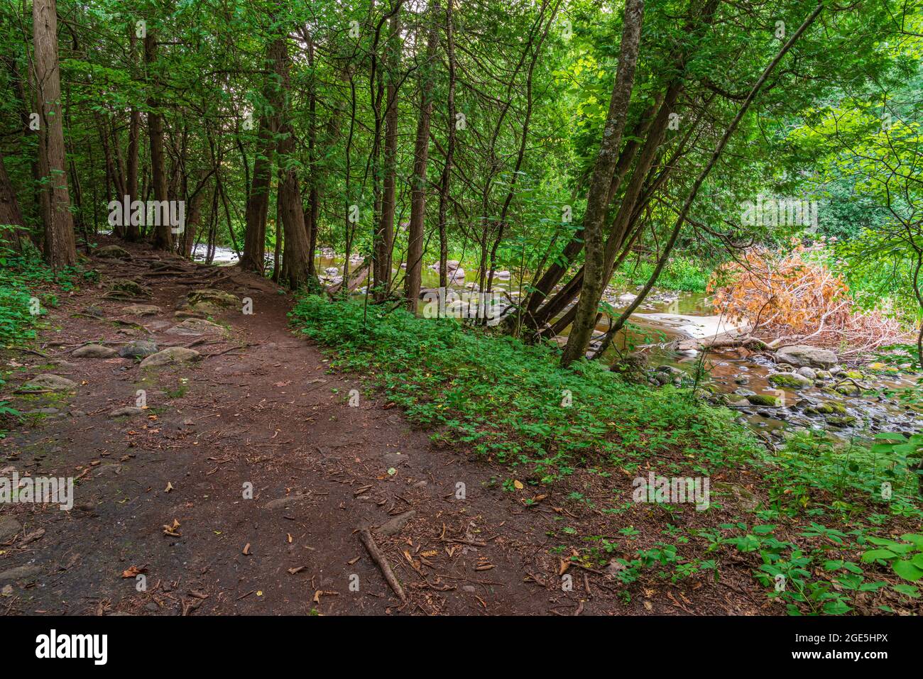 Canadian Forest Trail Ontario Canada in estate Foto Stock