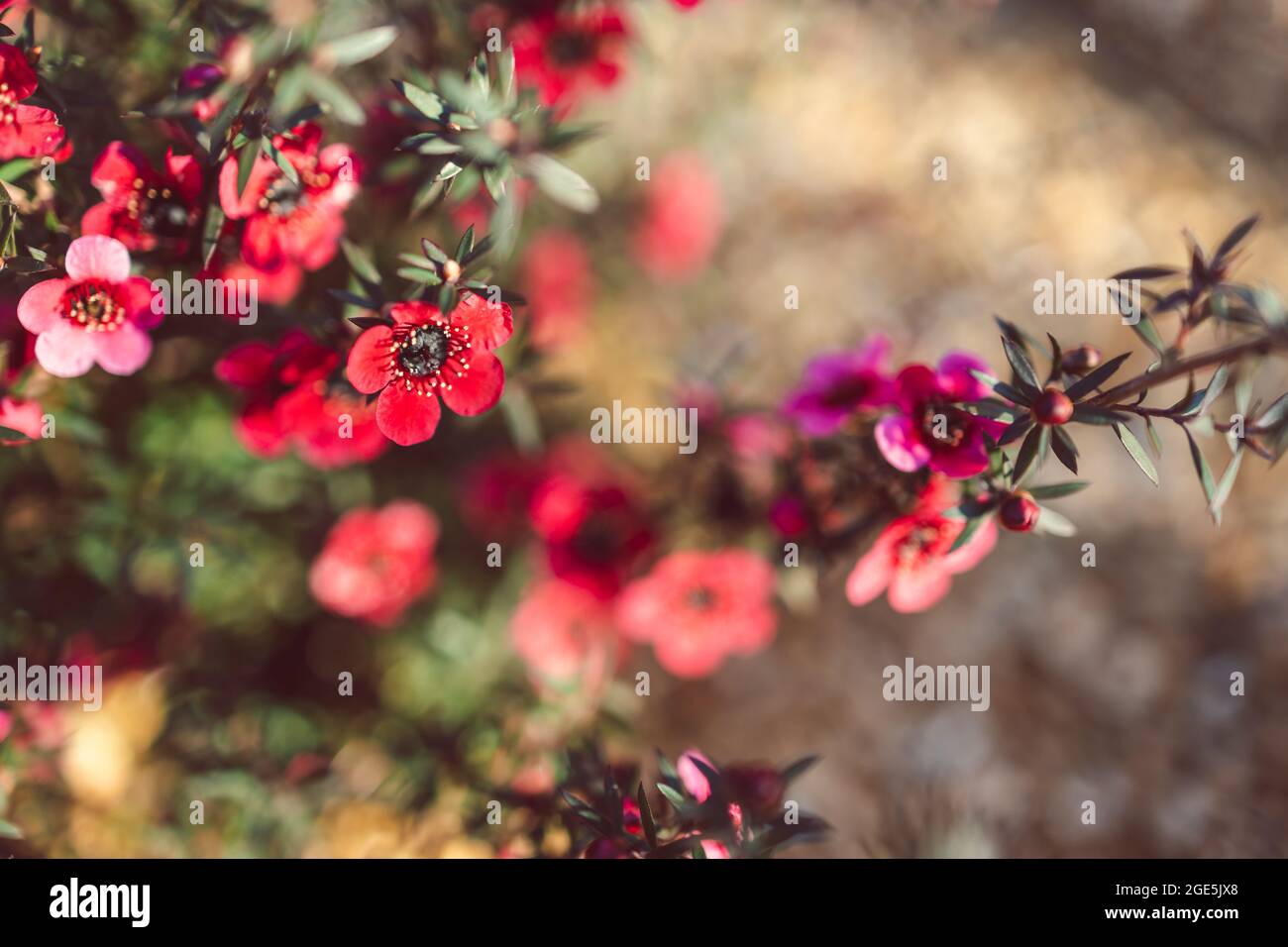 Primo piano della pianta di Tea Bush della Nuova Zelanda con foglie scure e fiori rossi sparati a profondità di campo poco profonda Foto Stock