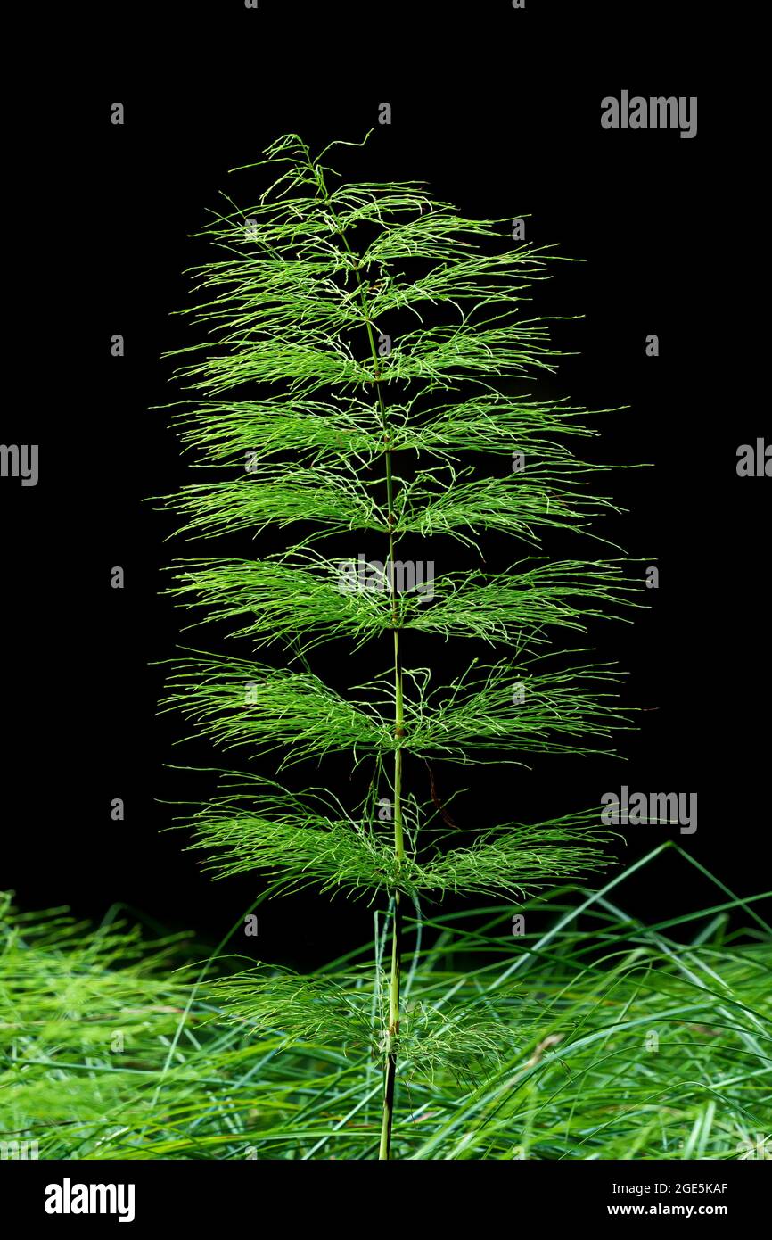 Foresta horsetail all'ombra di alberi nella foresta. Foresta di Horsetail di piante medicinali. Foto Stock